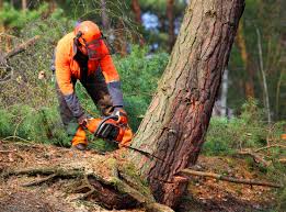 Best Hazardous Tree Removal  in Cotulla, TX